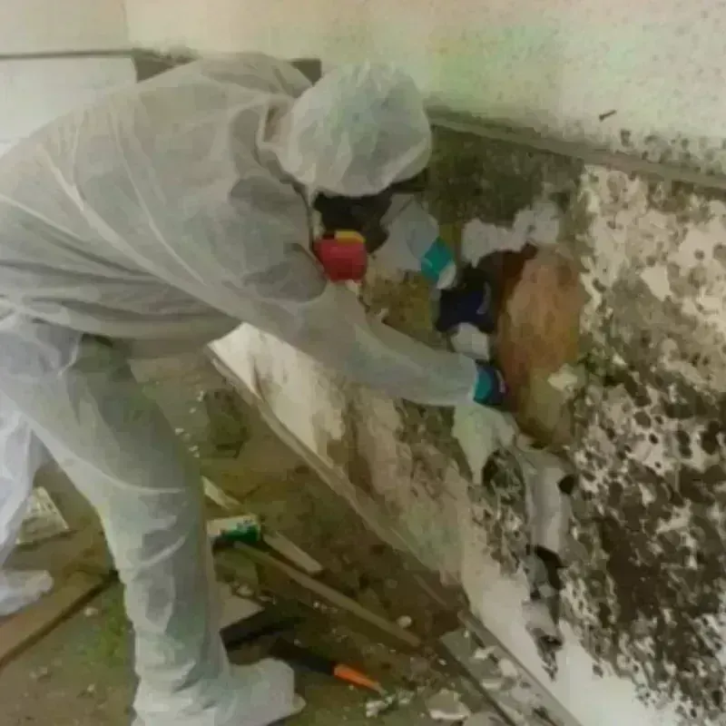 Mold Remediation and Removal in Auburn, ME